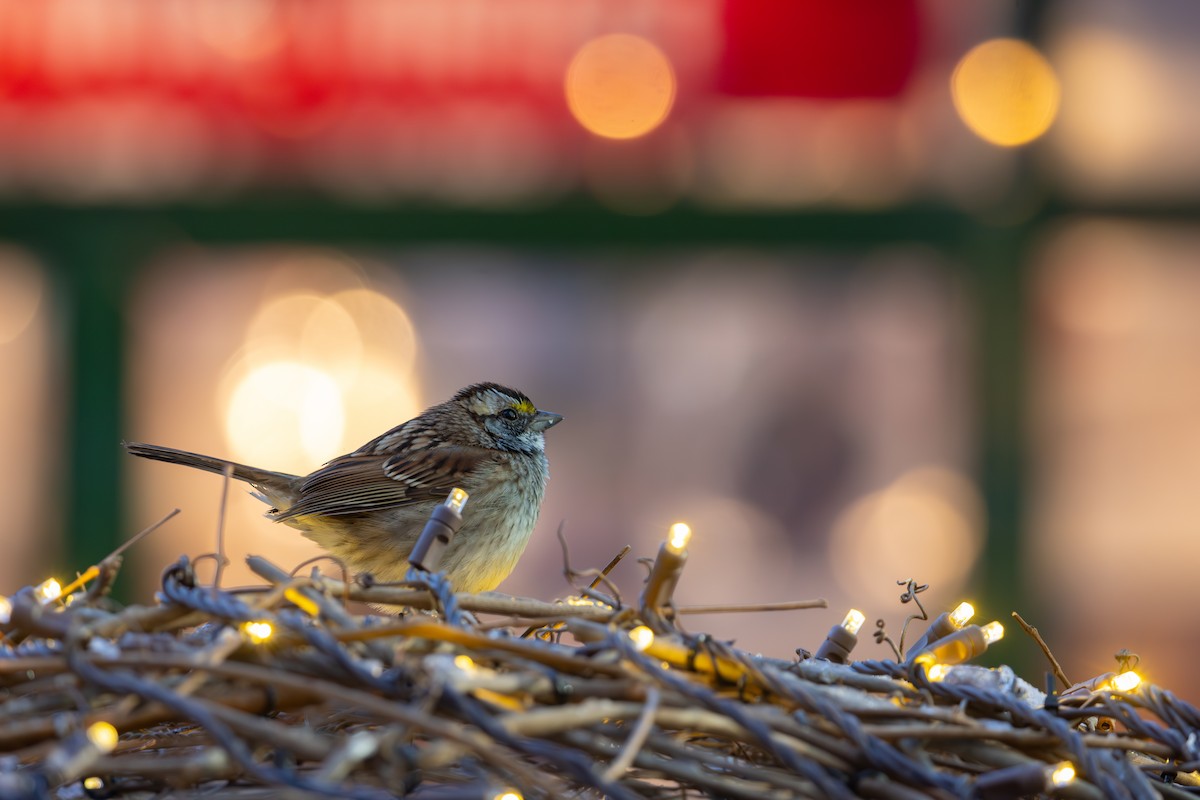Bruant à gorge blanche - ML647180316