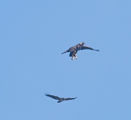 Buse à queue rousse - ML647180318