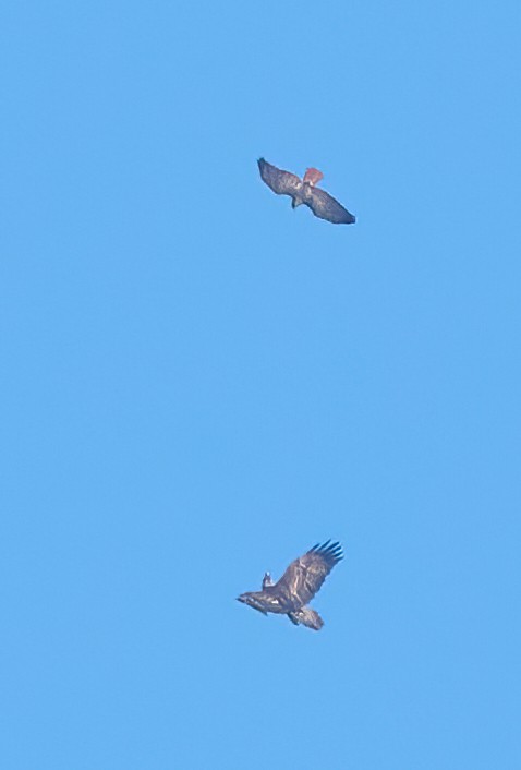 Red-tailed Hawk - ML647180319