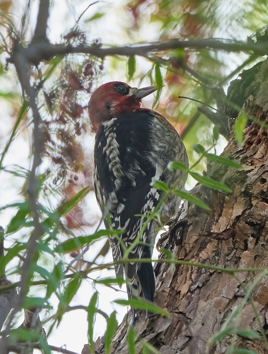 Pic à poitrine rouge - ML647180320