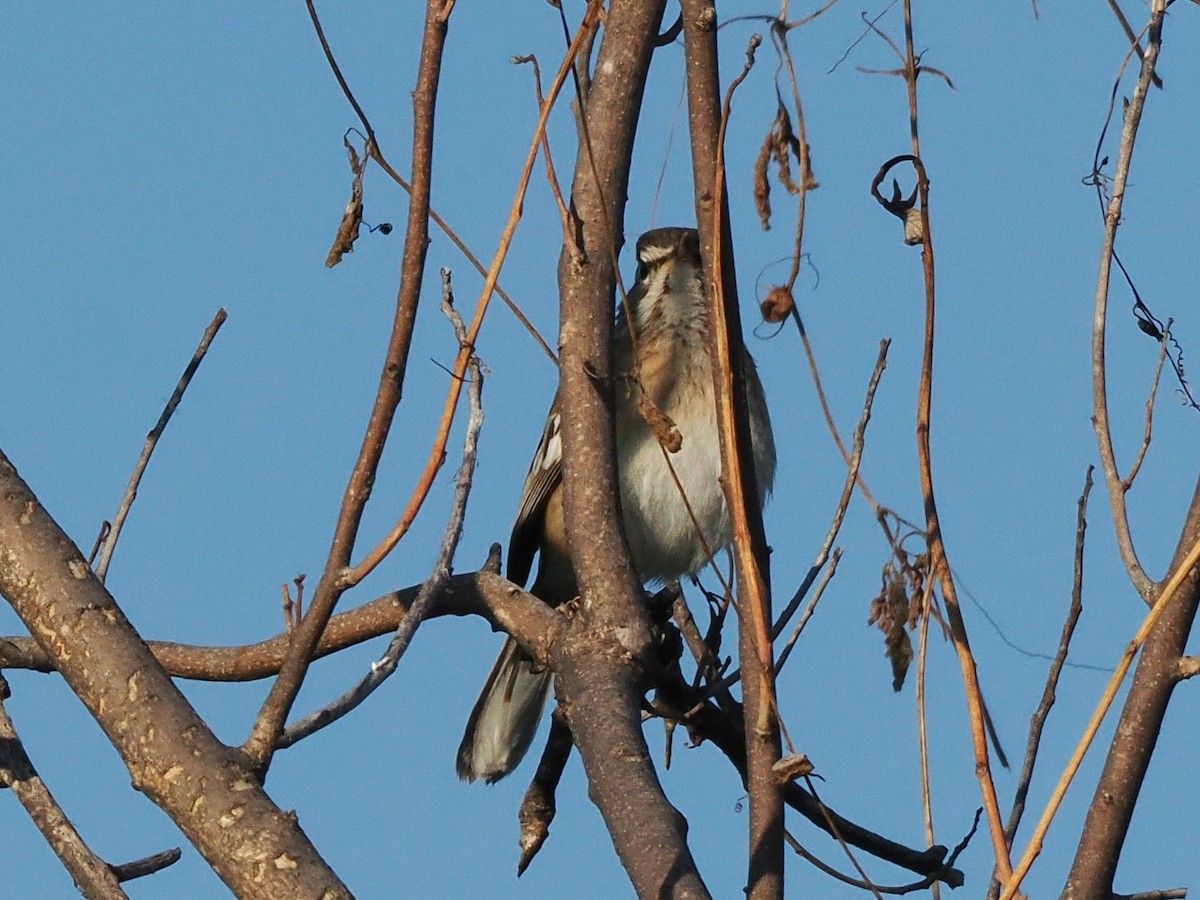 Agrobate à dos roux - ML647180321