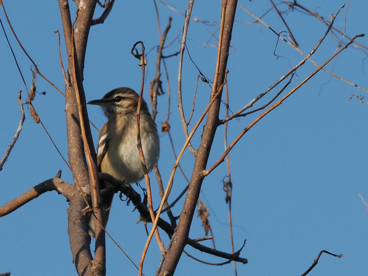 Agrobate à dos roux - ML647180322