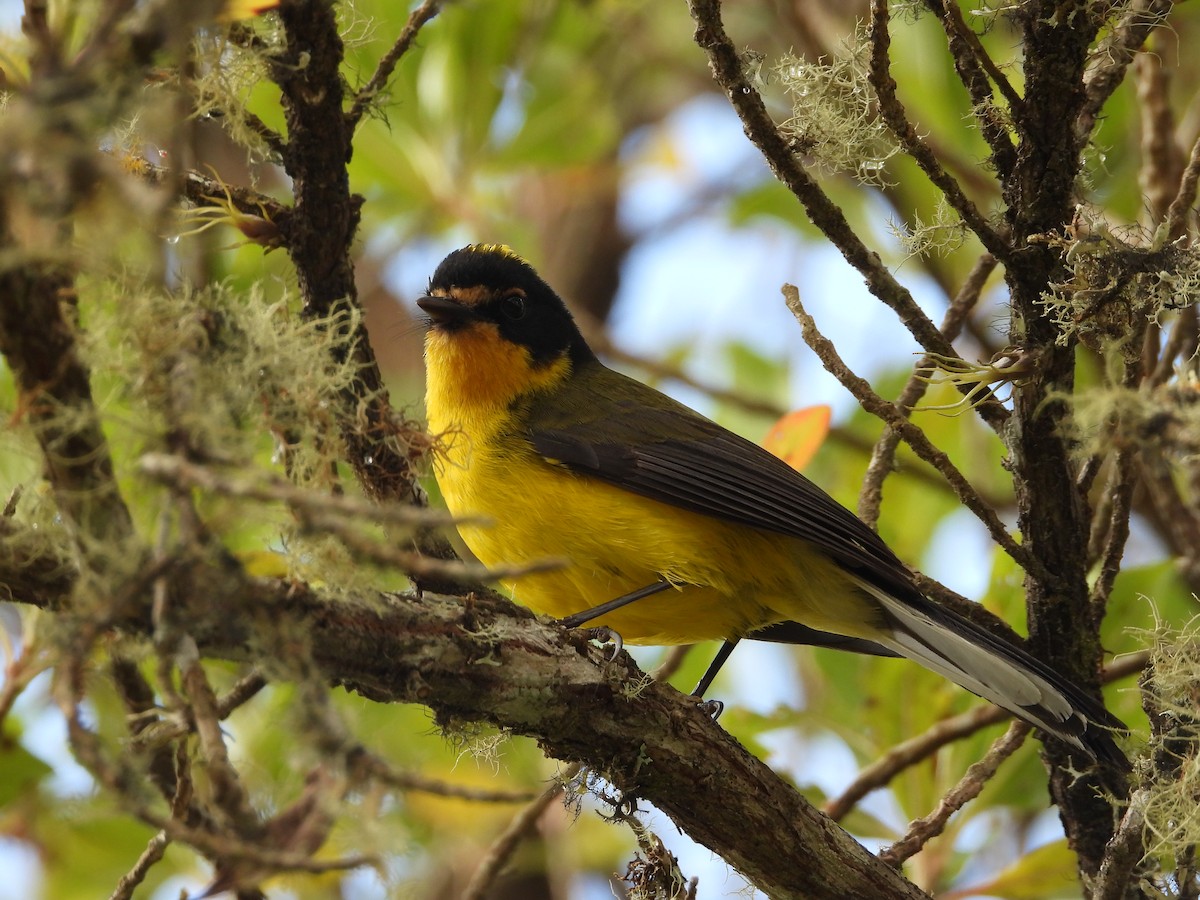 Yellow-crowned Redstart - ML647180323