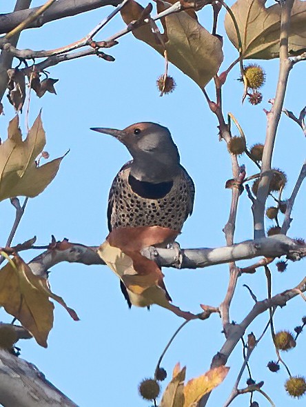 Northern Flicker - ML647180342