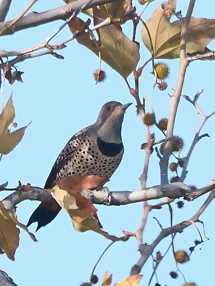 Northern Flicker - ML647180343