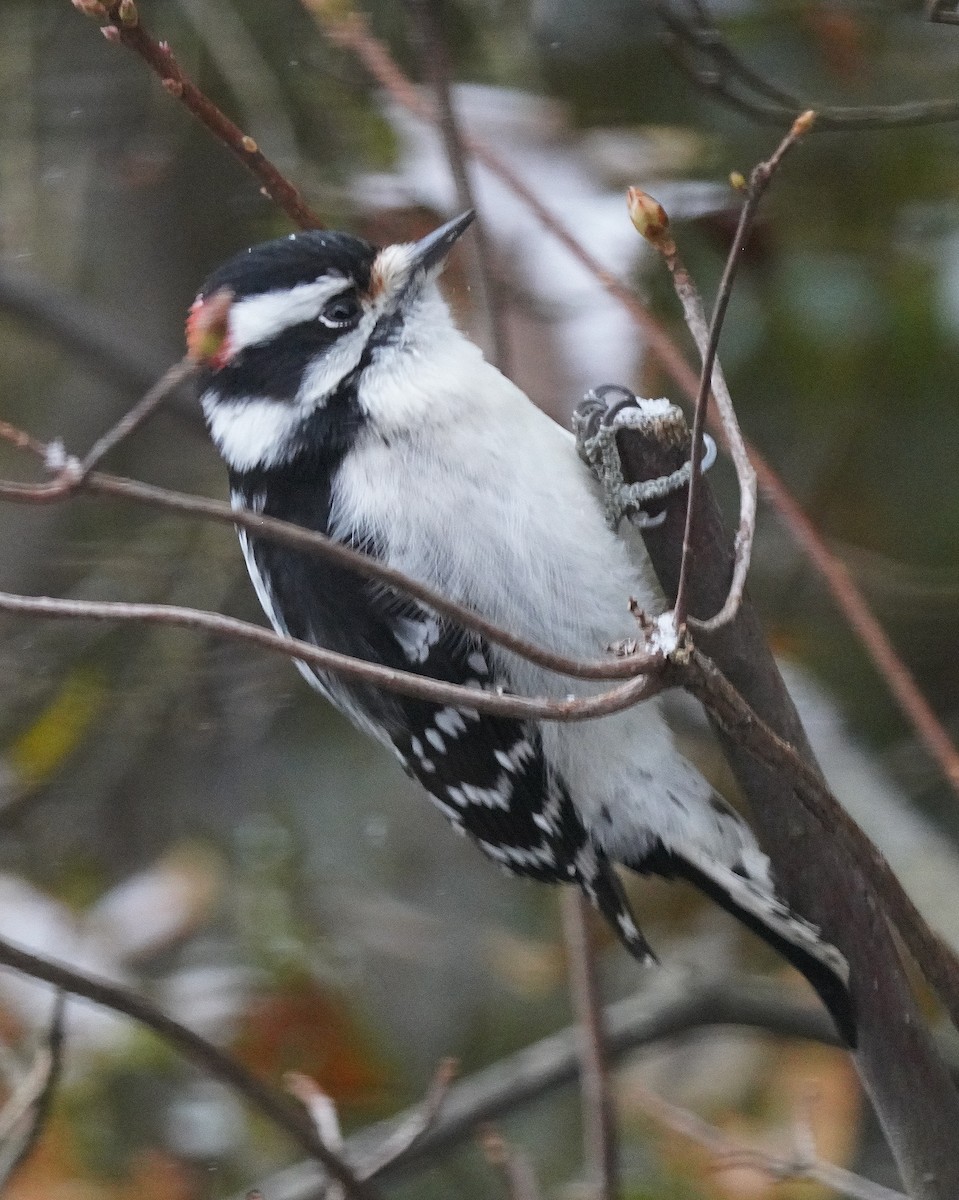 Pico Pubescente (pubescens/medianus) - ML647180347