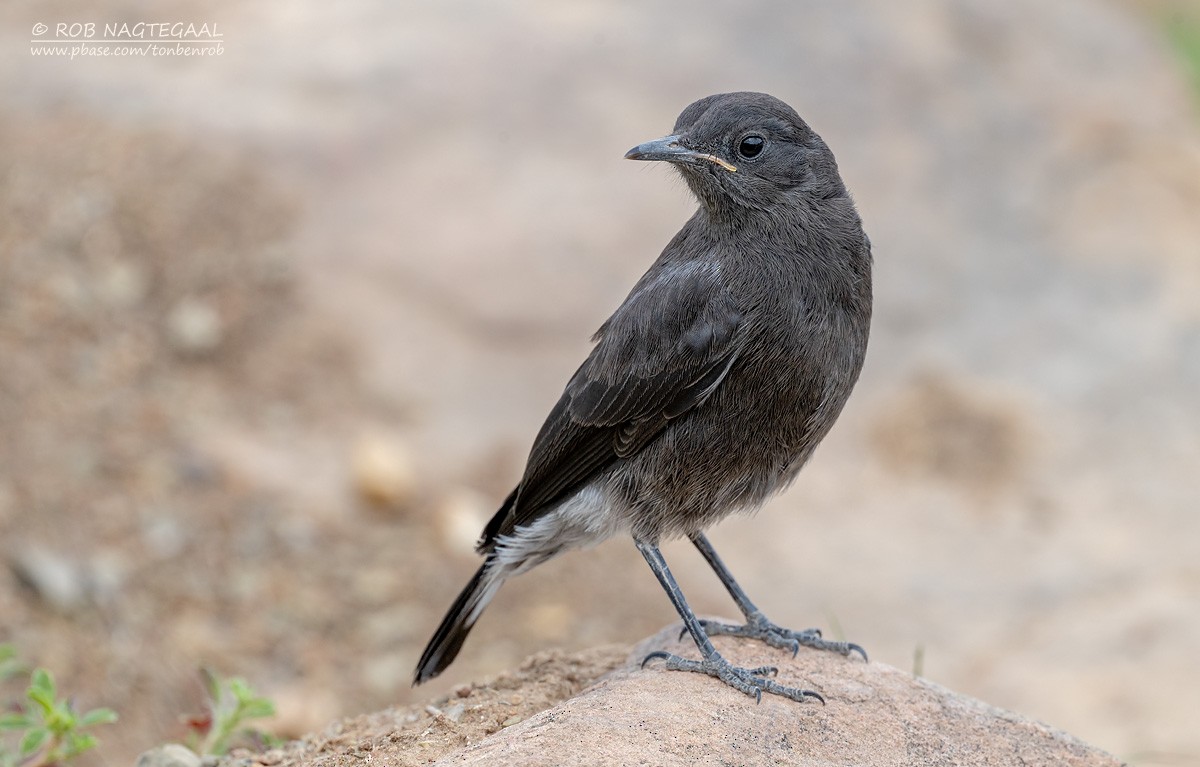 Mountain Chat - ML647180372