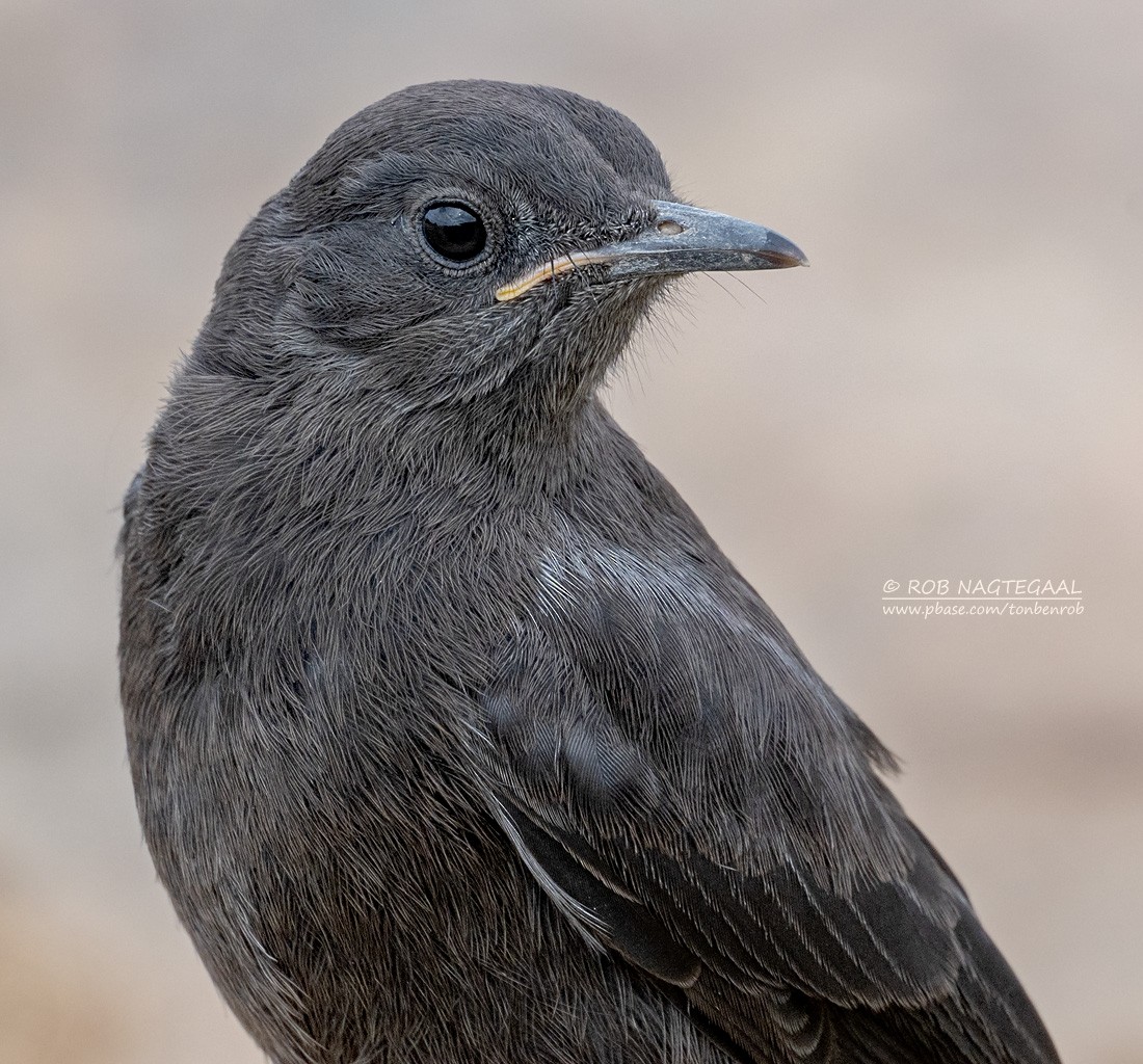 Mountain Chat - ML647180373