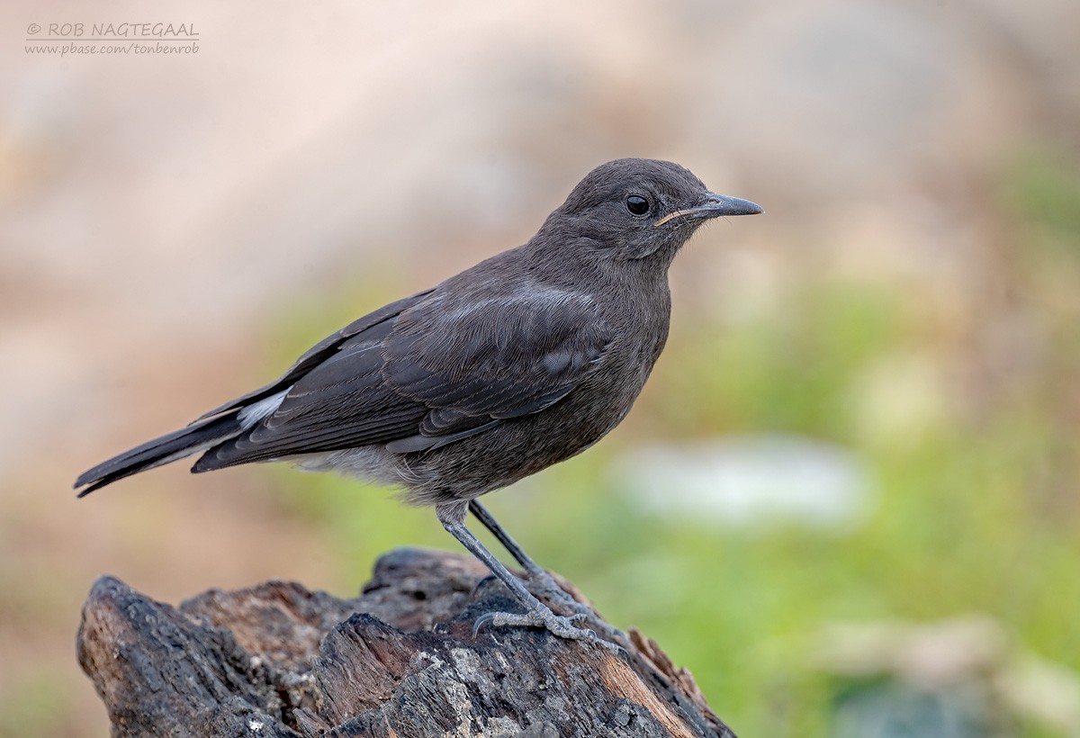 Mountain Chat - ML647180374