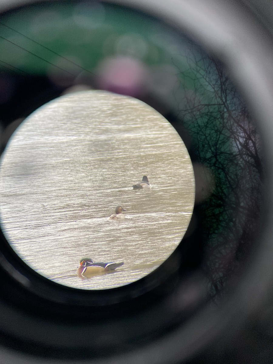 kachnička karolínská - ML647180377