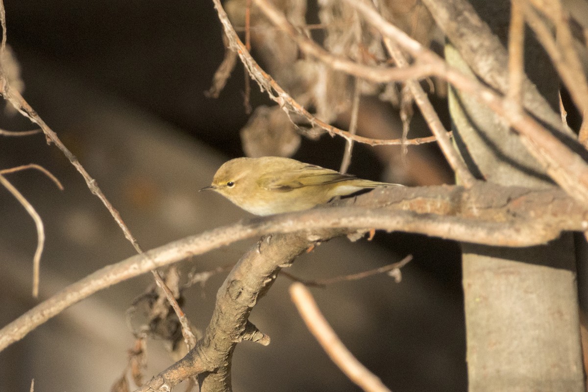 Пеночка-теньковка - ML647180398