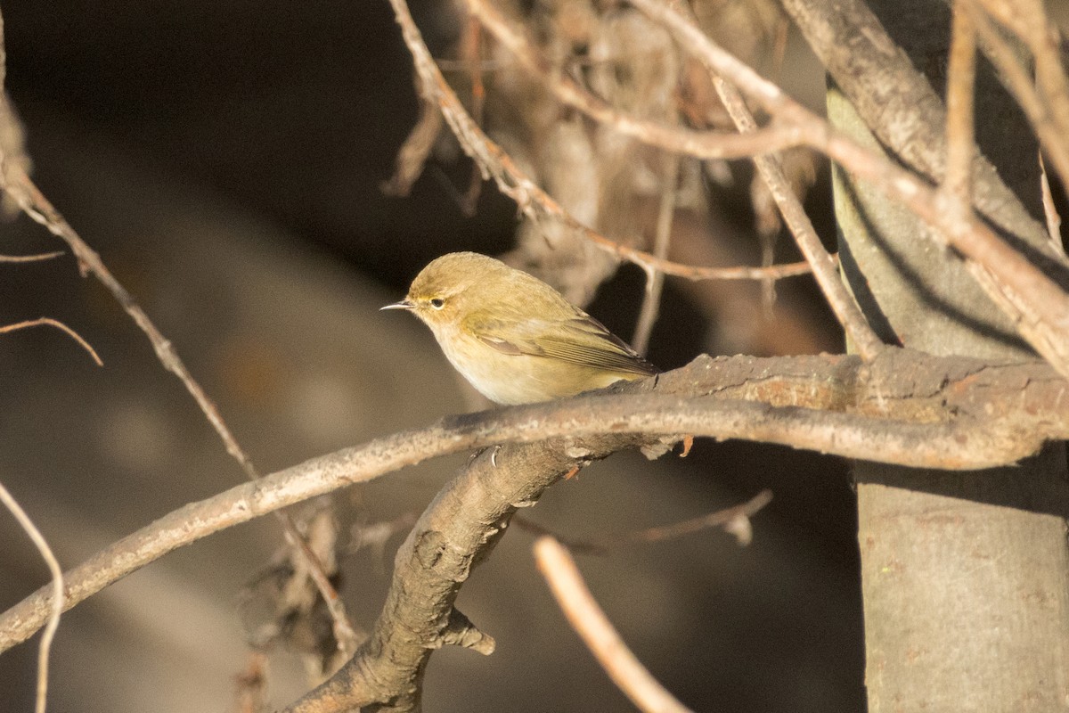 Пеночка-теньковка - ML647180399