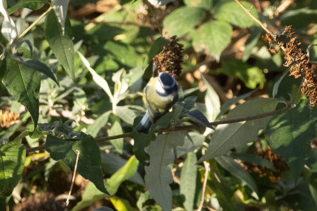 sýkora modřinka - ML647180408