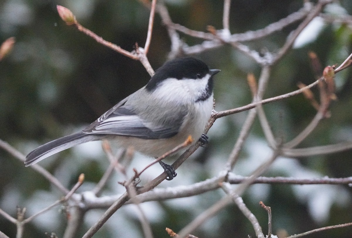 Black-capped Chickadee - ML647180411