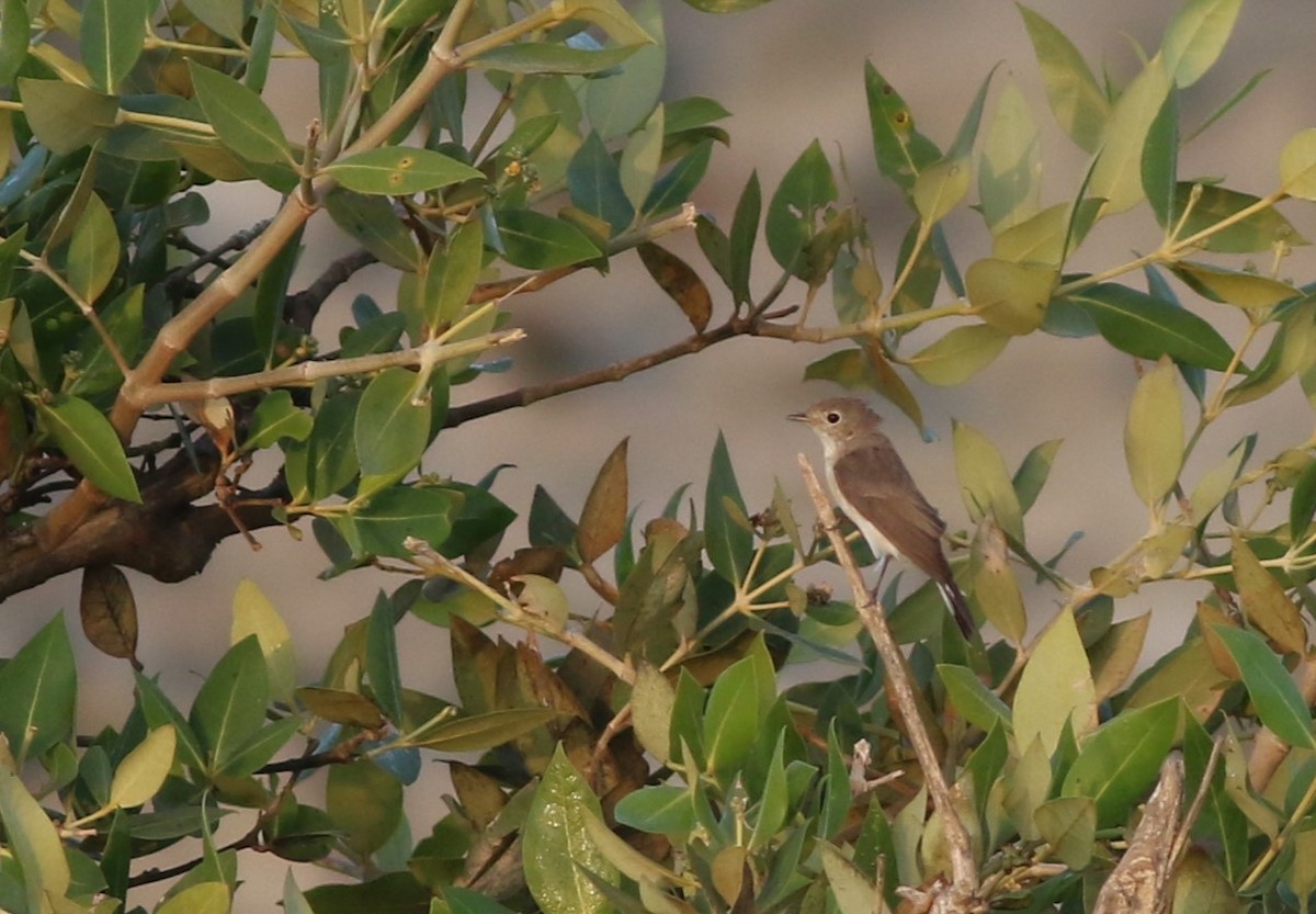 Red-breasted Flycatcher - ML647180412
