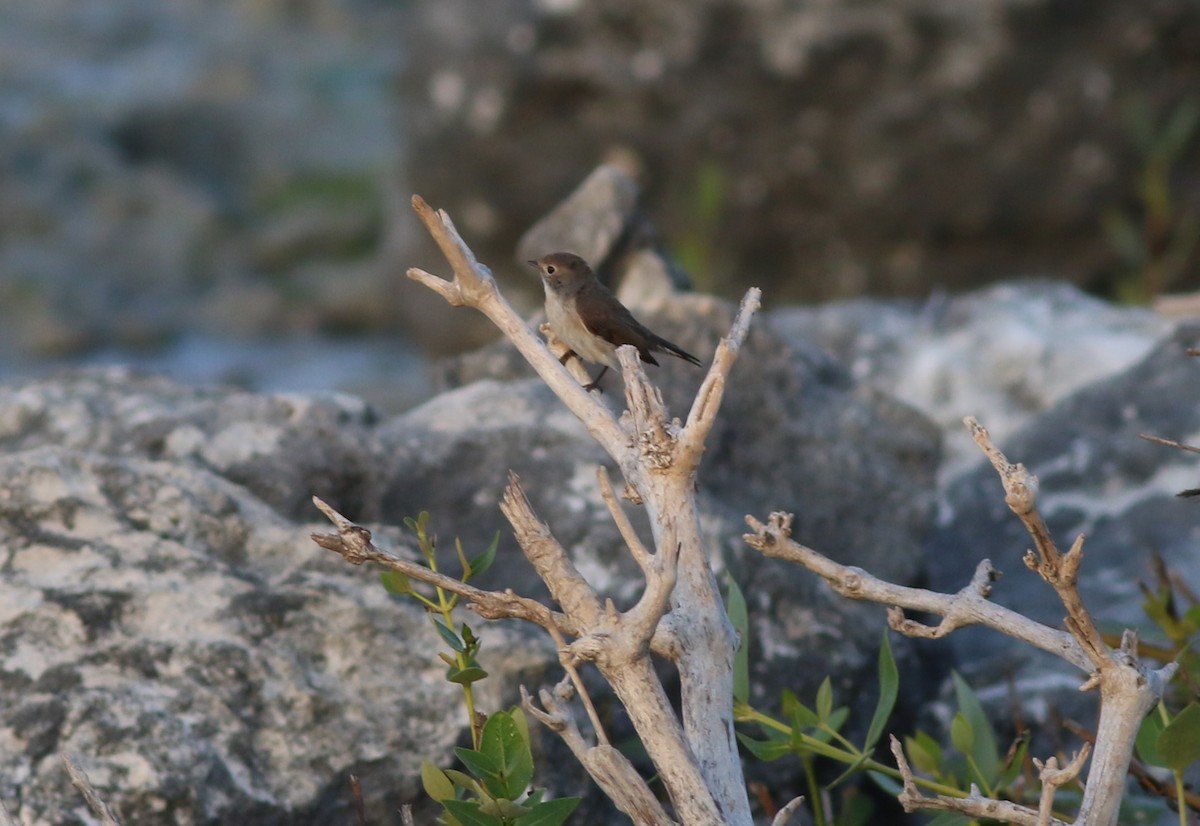 Red-breasted Flycatcher - ML647180413