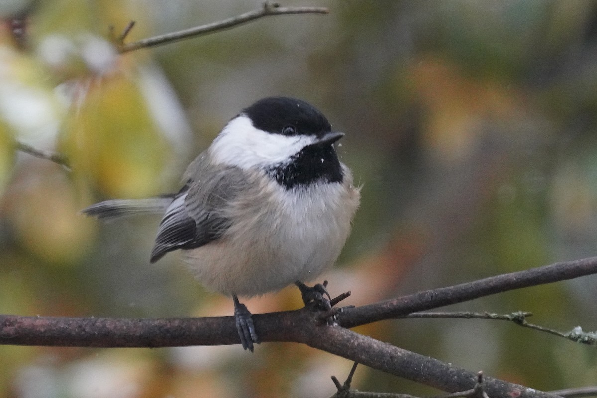 Black-capped Chickadee - ML647180420