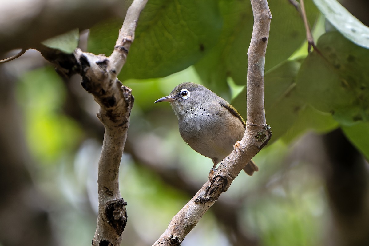Mauritius White-eye - ML647180421