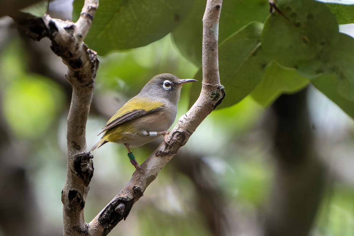 Mauritius White-eye - ML647180422