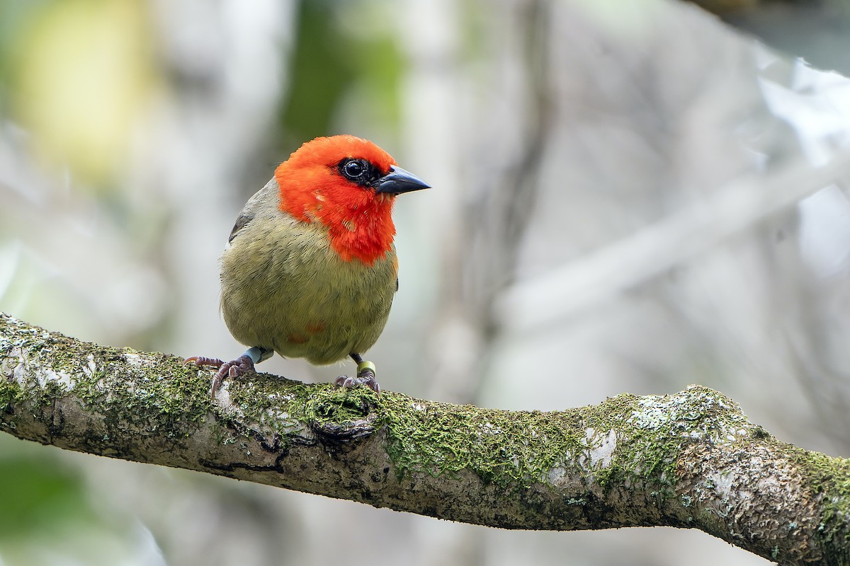 Mauritius Fody - ML647180425