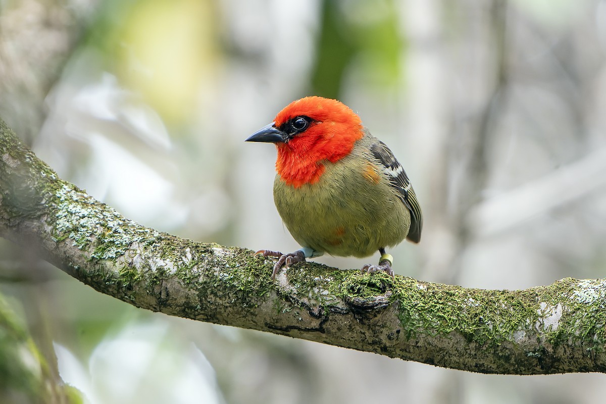 Mauritius Fody - ML647180426