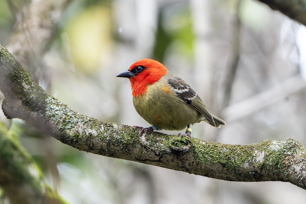 Mauritius Fody - ML647180436