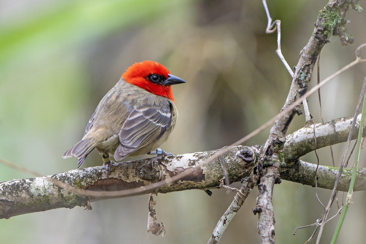 Mauritius Fody - ML647180437