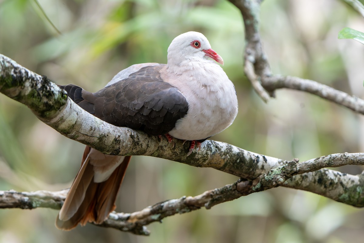 Pink Pigeon - ML647180452