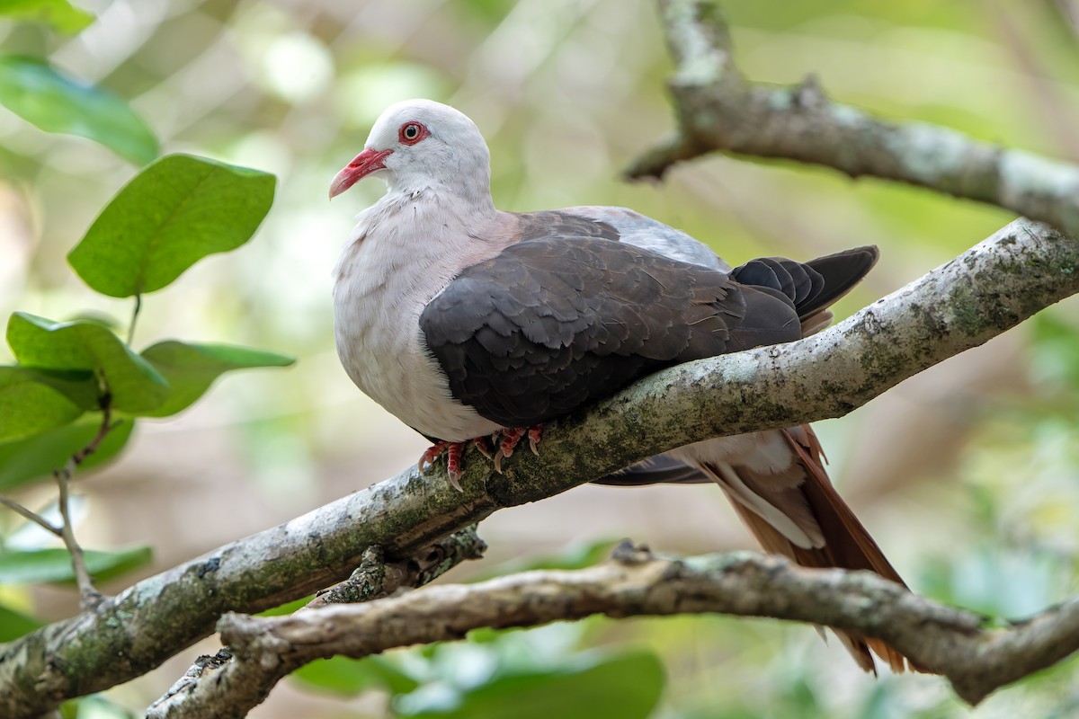 Pink Pigeon - ML647180453