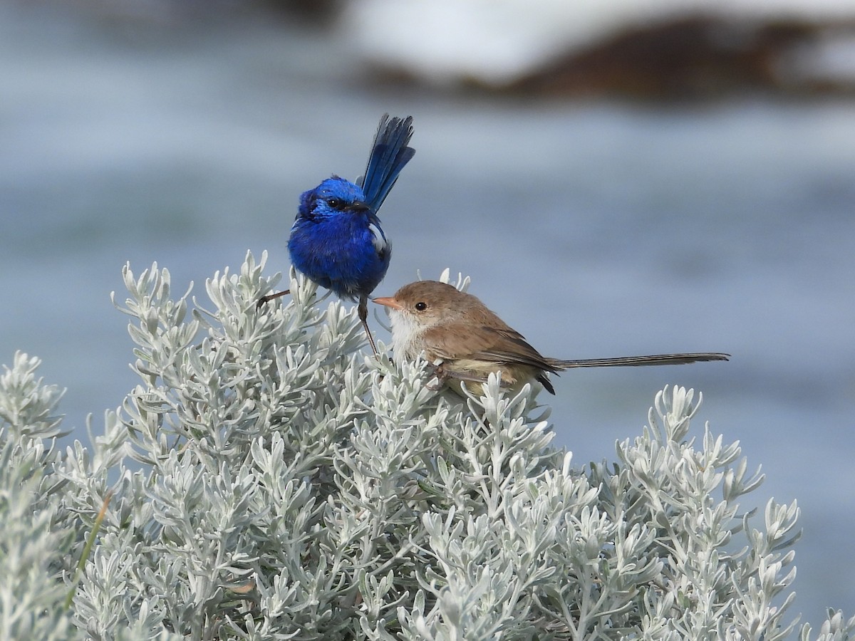 White-winged Fairywren - ML647180482