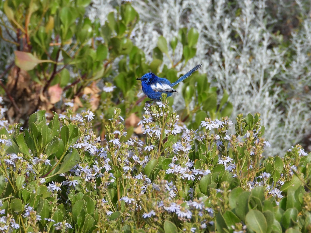 White-winged Fairywren - ML647180485
