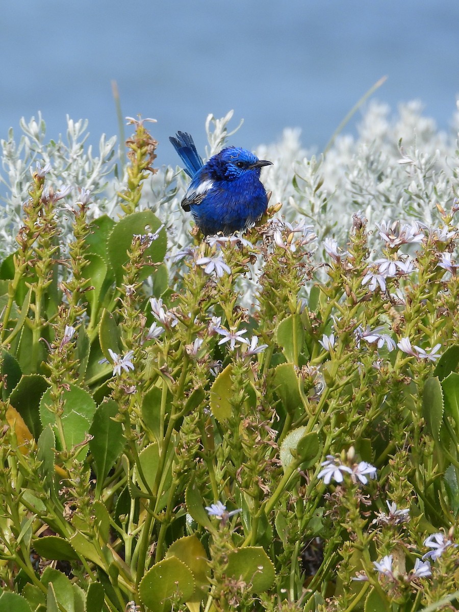 White-winged Fairywren - ML647180487