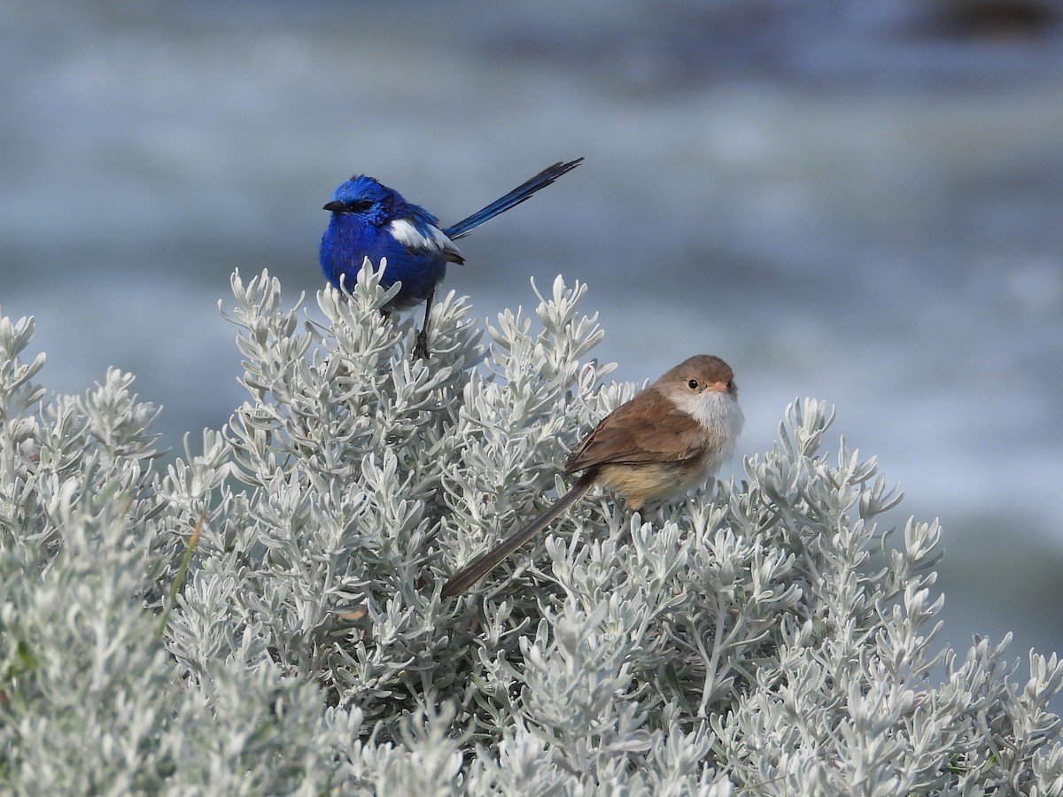 White-winged Fairywren - ML647180490