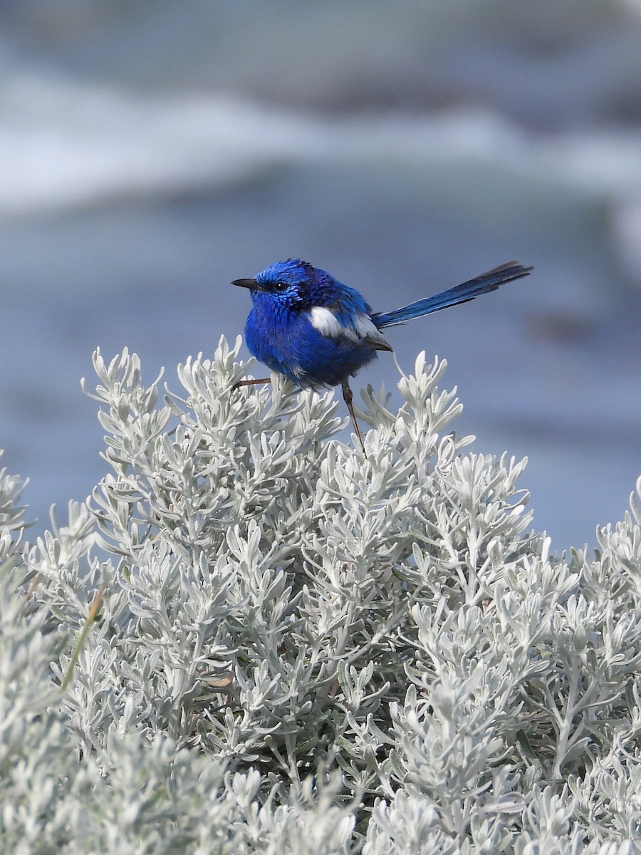 White-winged Fairywren - ML647180491