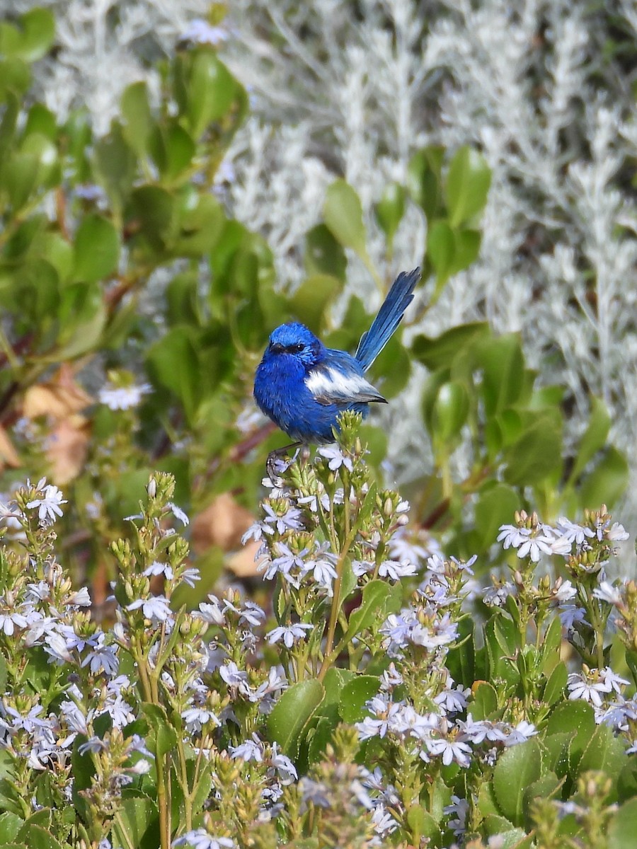 White-winged Fairywren - ML647180494