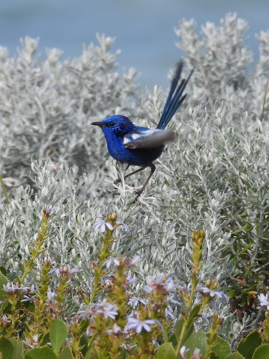 White-winged Fairywren - ML647180495