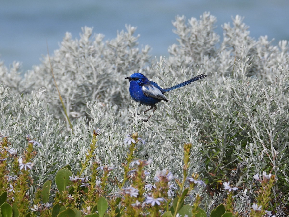 White-winged Fairywren - ML647180496