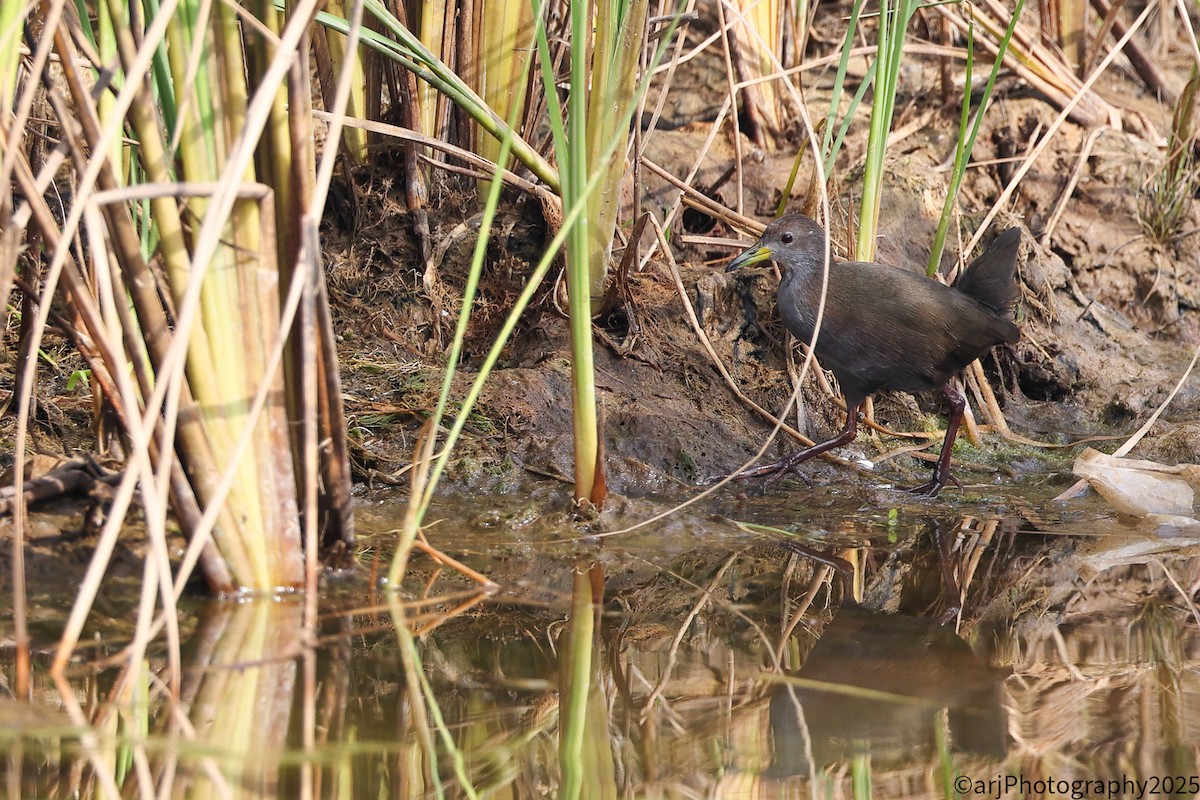 Marouette akool - ML647180503