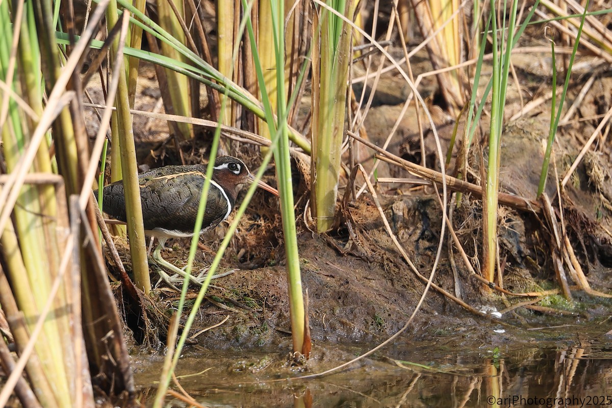 Rhynchée peinte - ML647180522