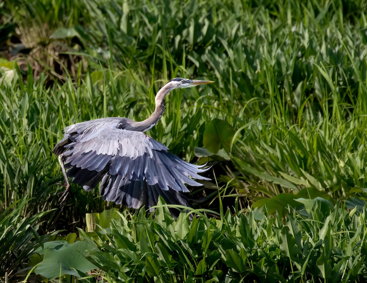 オオアオサギ - ML647180523