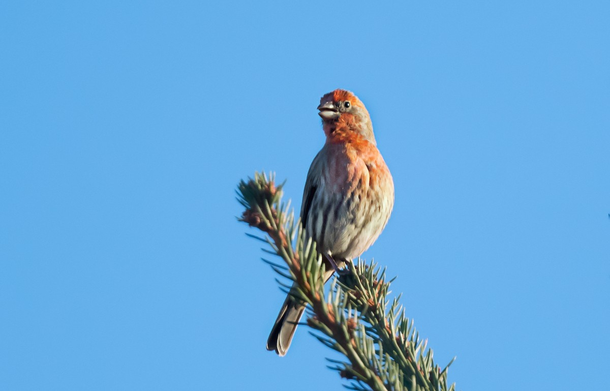 メキシコマシコ - ML647180526