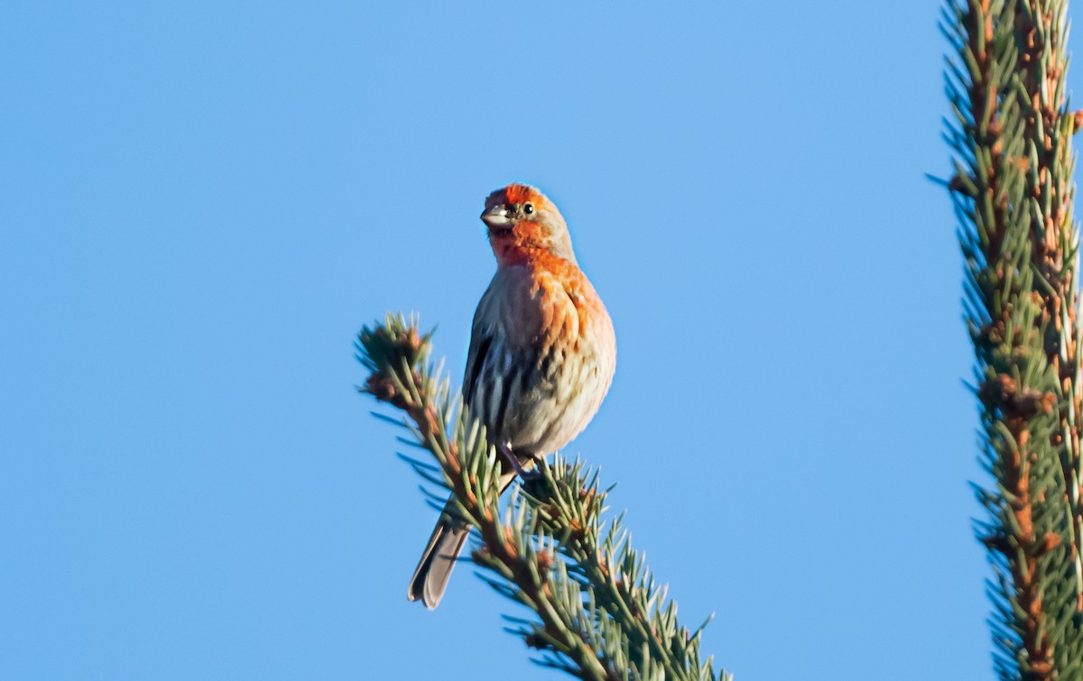 メキシコマシコ - ML647180527