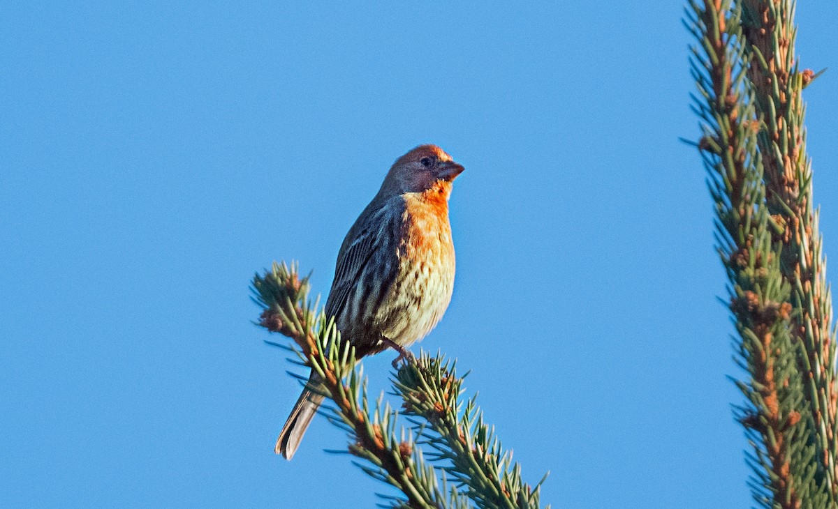 メキシコマシコ - ML647180528