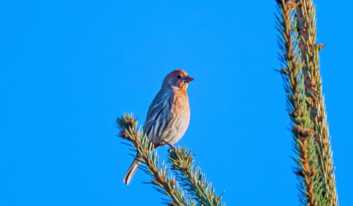 メキシコマシコ - ML647180529