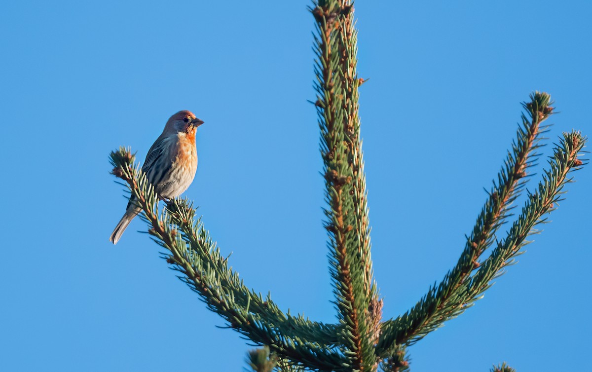 メキシコマシコ - ML647180530