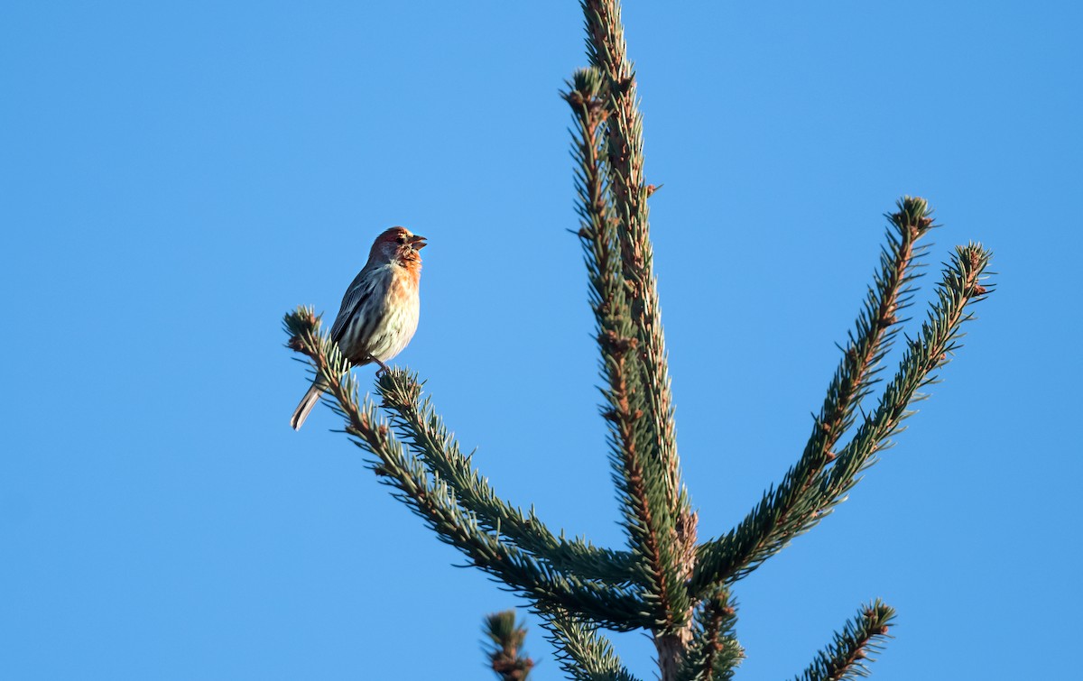 メキシコマシコ - ML647180531