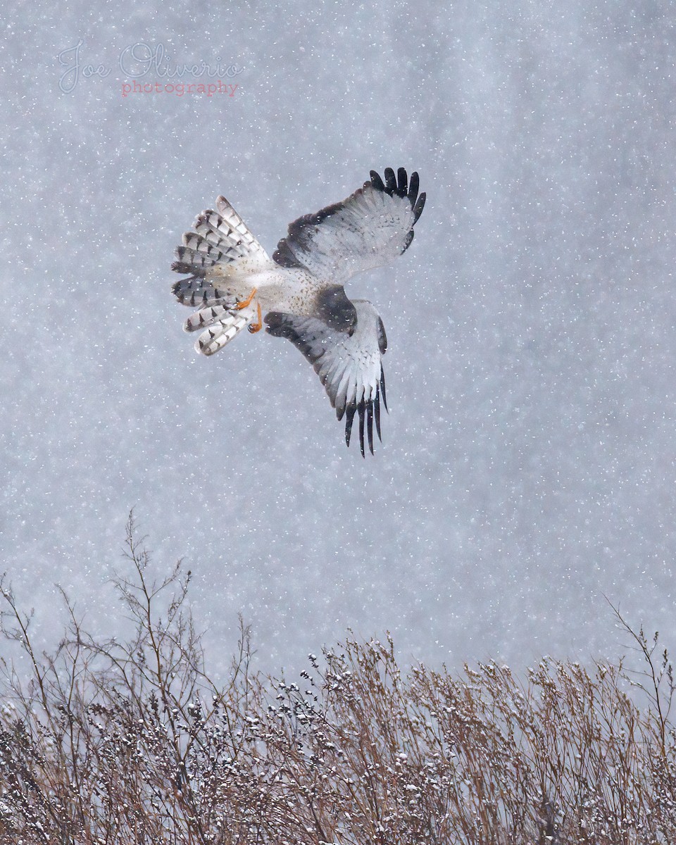 moták severoamerický - ML647180536