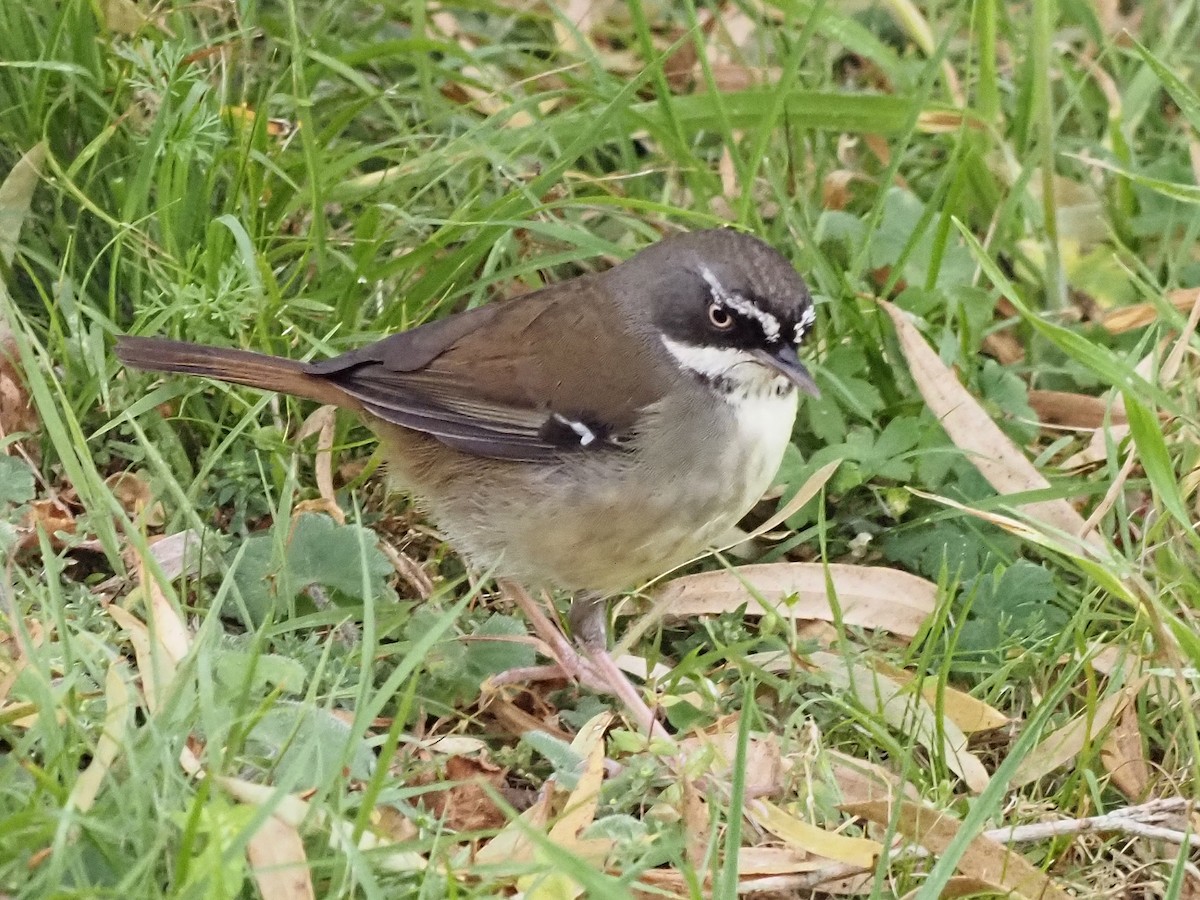 White-browed Scrubwren - ML647180543