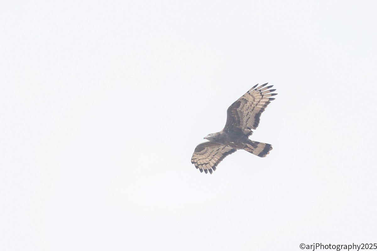 Bondrée orientale - ML647180545