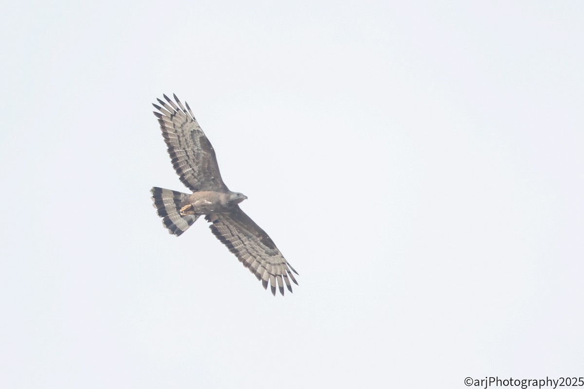 Bondrée orientale - ML647180546